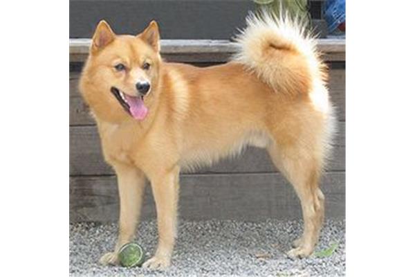芬兰狐狸犬