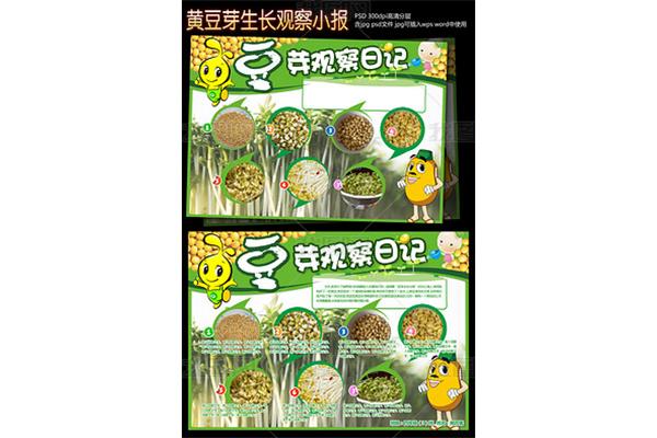 种豆芽观察日记