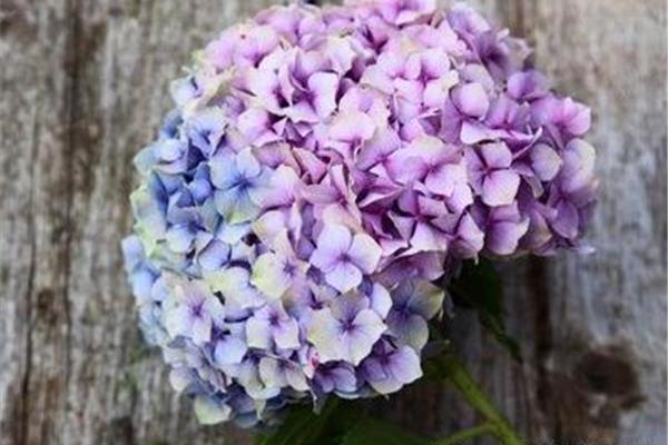 什么的花粉