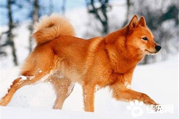 芬兰狐狸犬