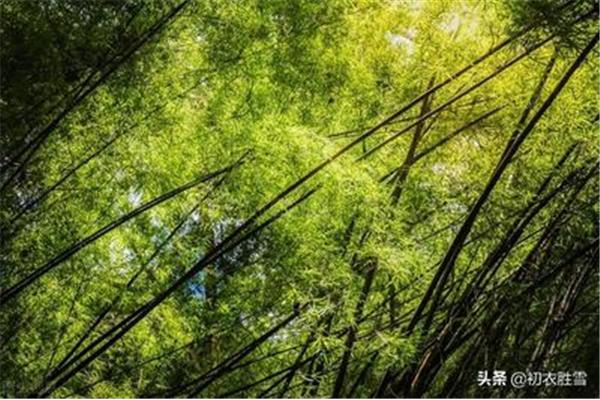 谷雨的著名诗句
