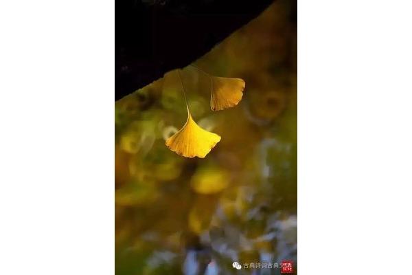 引壶觞以自酌