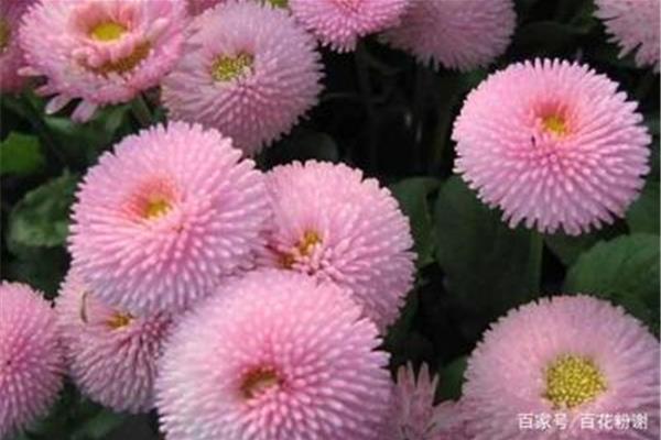 什么的花粉