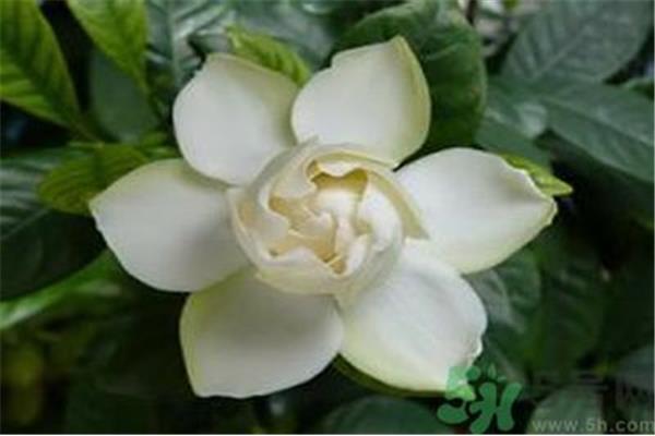 栀子花的味道