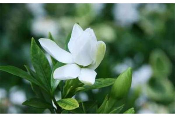 栀子花的味道