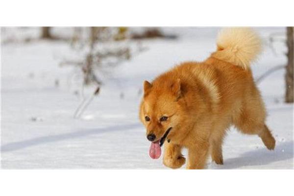 芬兰狐狸犬