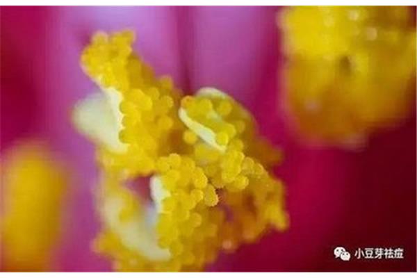 什么的花粉