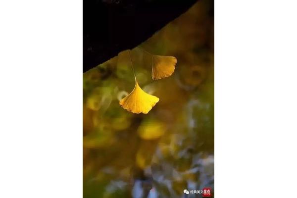 引壶觞以自酌