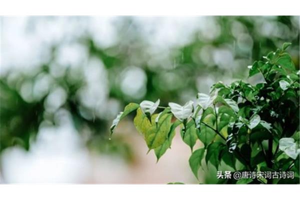 谷雨的著名诗句