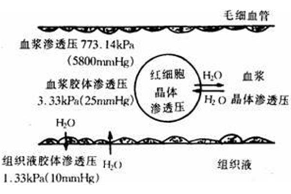 血浆晶体渗透压