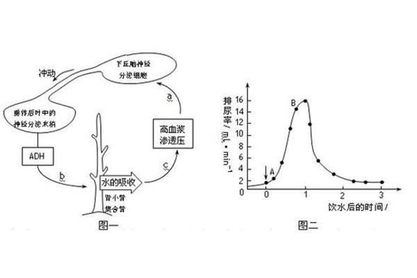 血浆晶体渗透压
