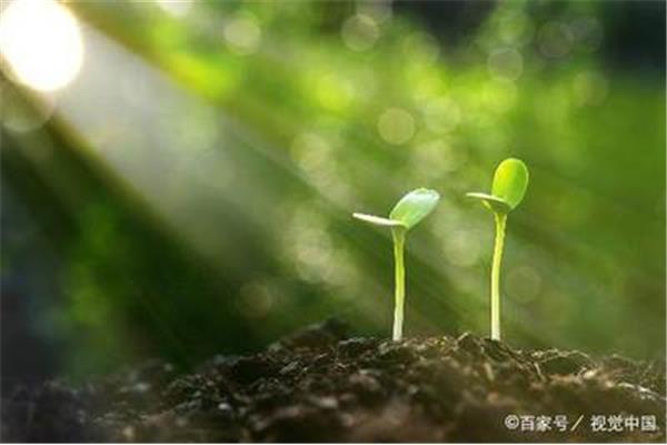 种子发芽的条件