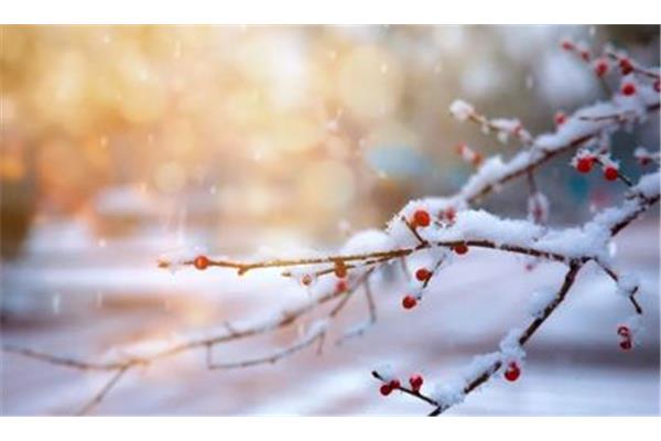 下雪的优美句子