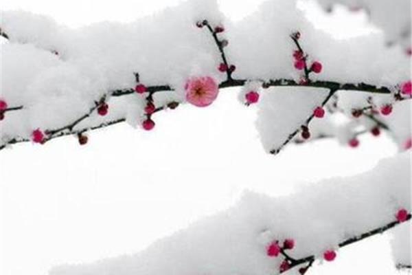 下雪的优美句子