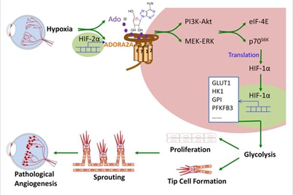 hif1α