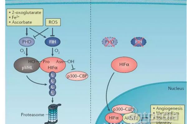 hif1α