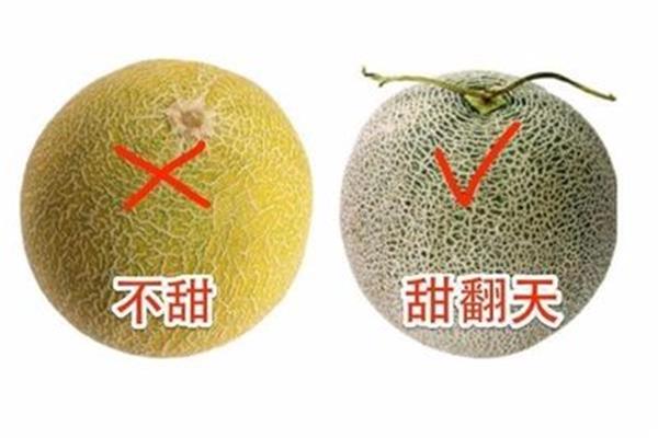 怎么挑选哈密瓜