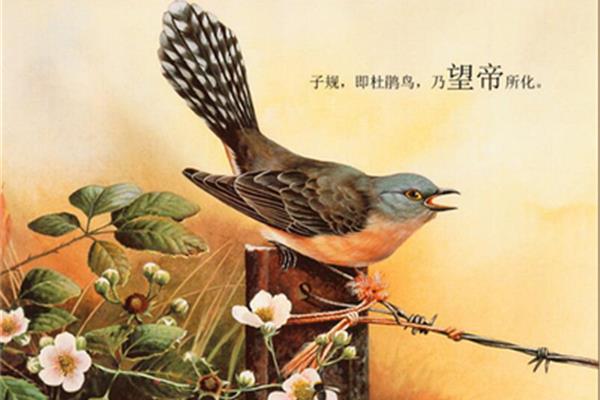 杜宇化鹃的故事