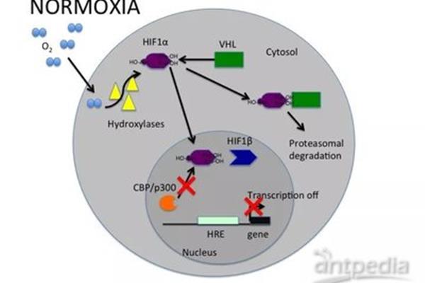 hif1α