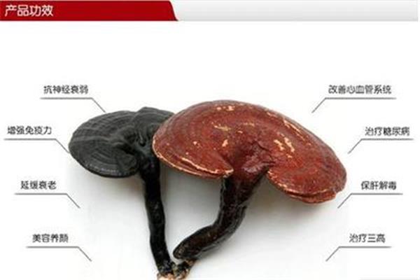 灵脂的功效