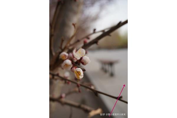 形容内向的词语