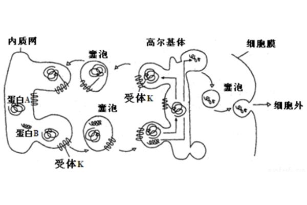 内质网的功能