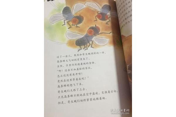 聪明的蚂蚁