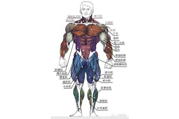 肌肉的作用