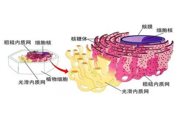 内质网的功能