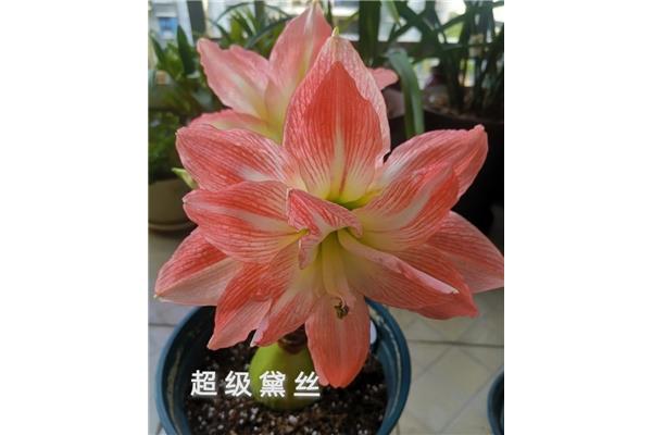 朱顶红好养吗