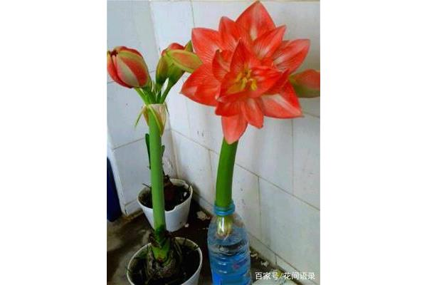 朱顶红好养吗