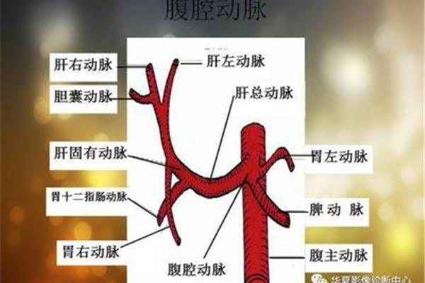 胃十二指肠动脉