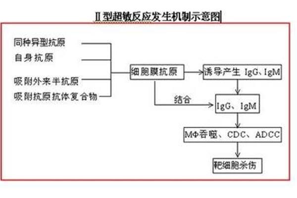 二型超敏反应