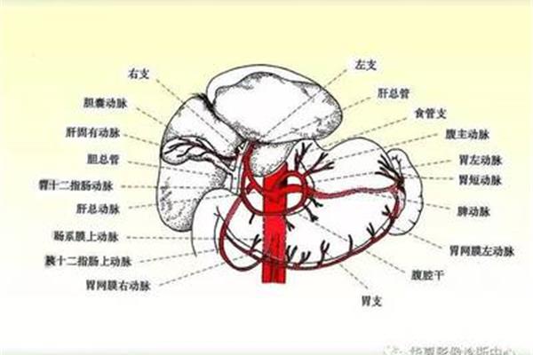 胃十二指肠动脉