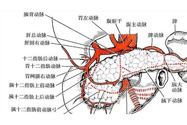 胃十二指肠动脉