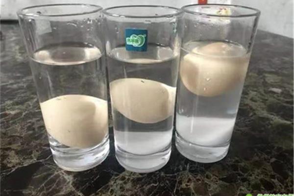 鸡蛋浮起来的实验
