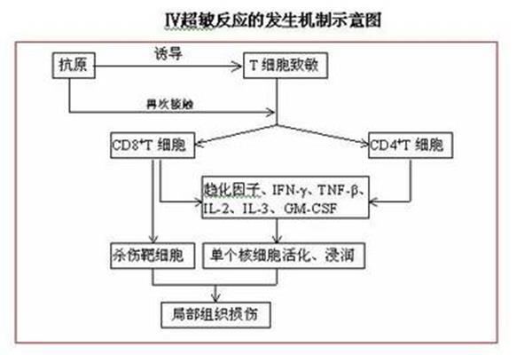 二型超敏反应