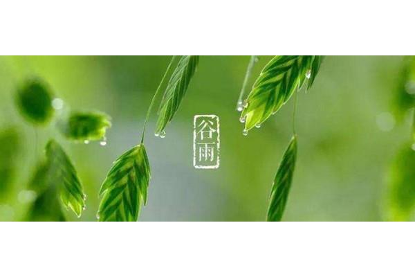 关于谷雨的诗
