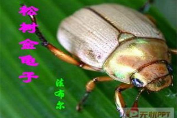 松树金龟子