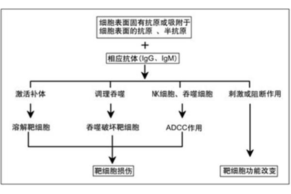 二型超敏反应