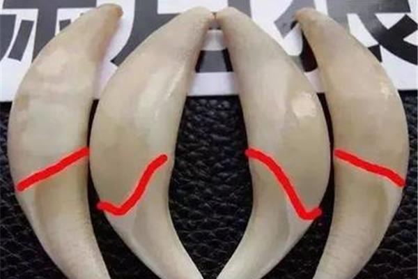 狼牙的功效与作用