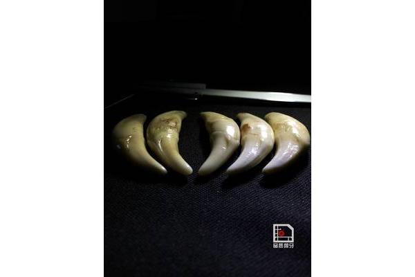 狼牙的功效与作用