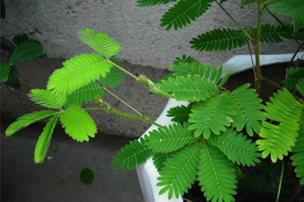 有趣的植物