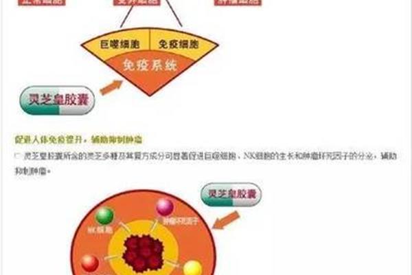 免疫系统的功能
