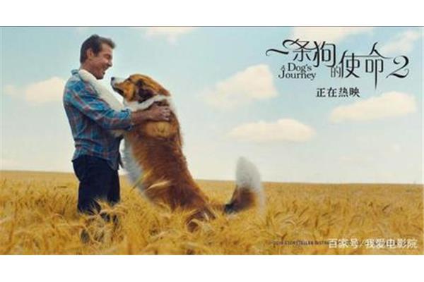 一条狗的使命1