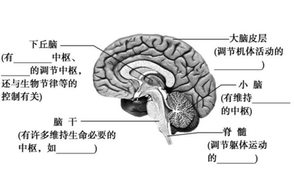 神经中枢的作用