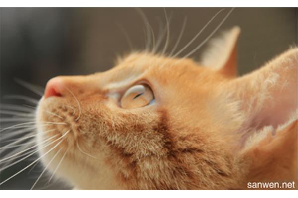 猫教学反思