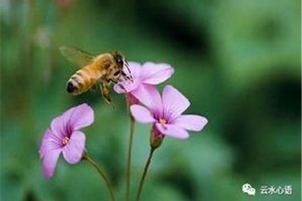 蜂是一首什么诗
