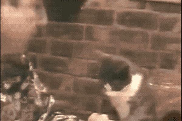 猫教学反思