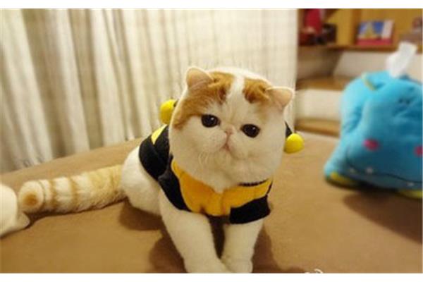 猫教学反思